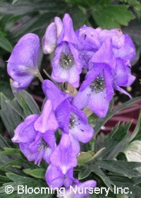 Aconitum x arendsii                               